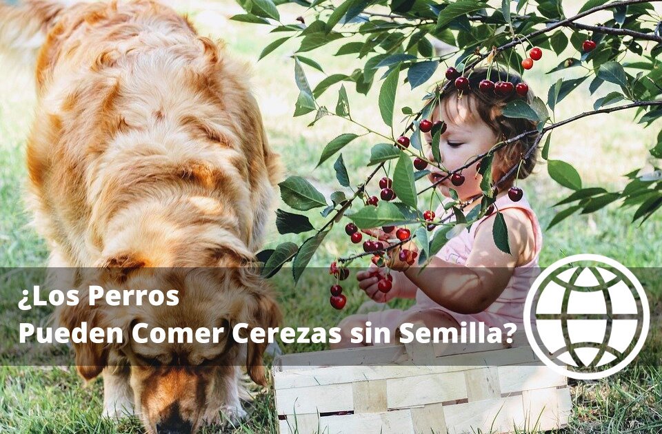 Los Perros Pueden Comer Cerezas sin Semilla