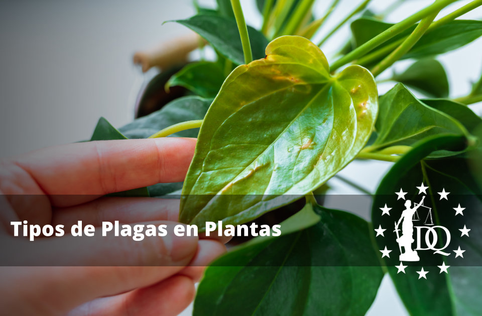 Tipos de Plagas en Plantas